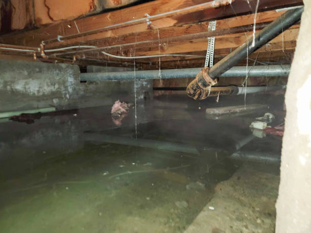 Best Water damage cleanup near me  in Moore Haven, FL