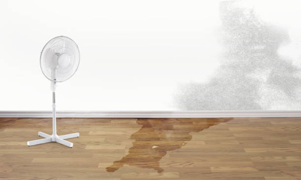 Best Water damage restoration mold remediation  in Moore Haven, FL
